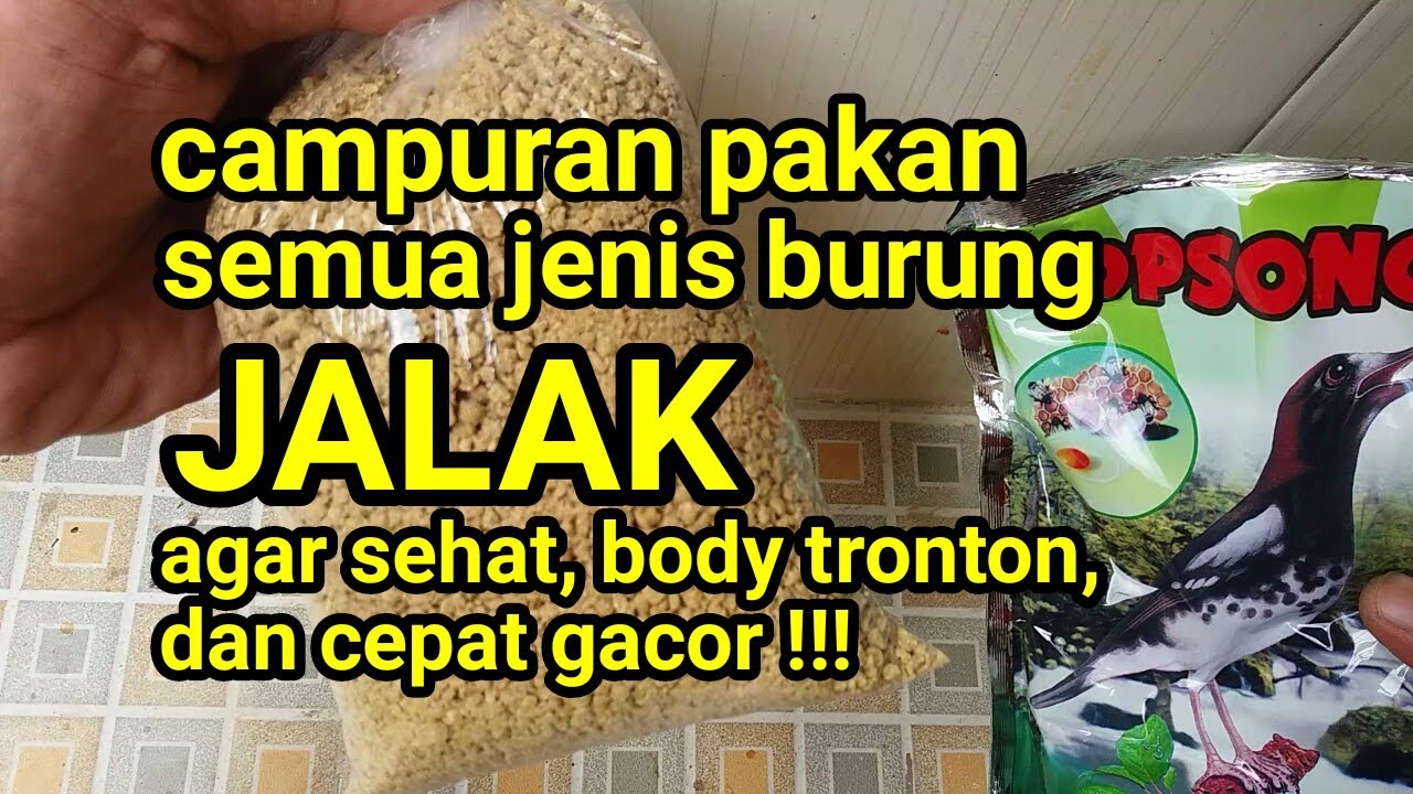 Campuran pakan burung jalak.sehat, body tronton dan cepat gacor. Buktikan!!