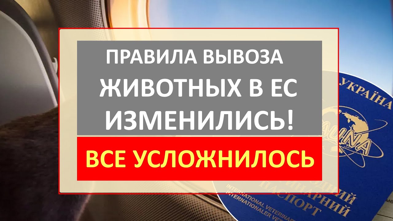 ВАЖНО!! ИЗМЕНИЛИСЬ ПРАВИЛА вывоза ЖИВОТНЫХ из Украины в ЕС. Какие документы нужны для вывоза питомца