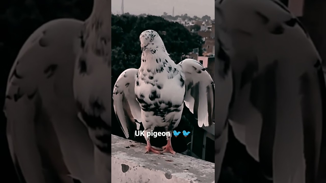 Uk pigeon 🐦🐦🐦 please 🥺🥺 subscribe😜😜😜