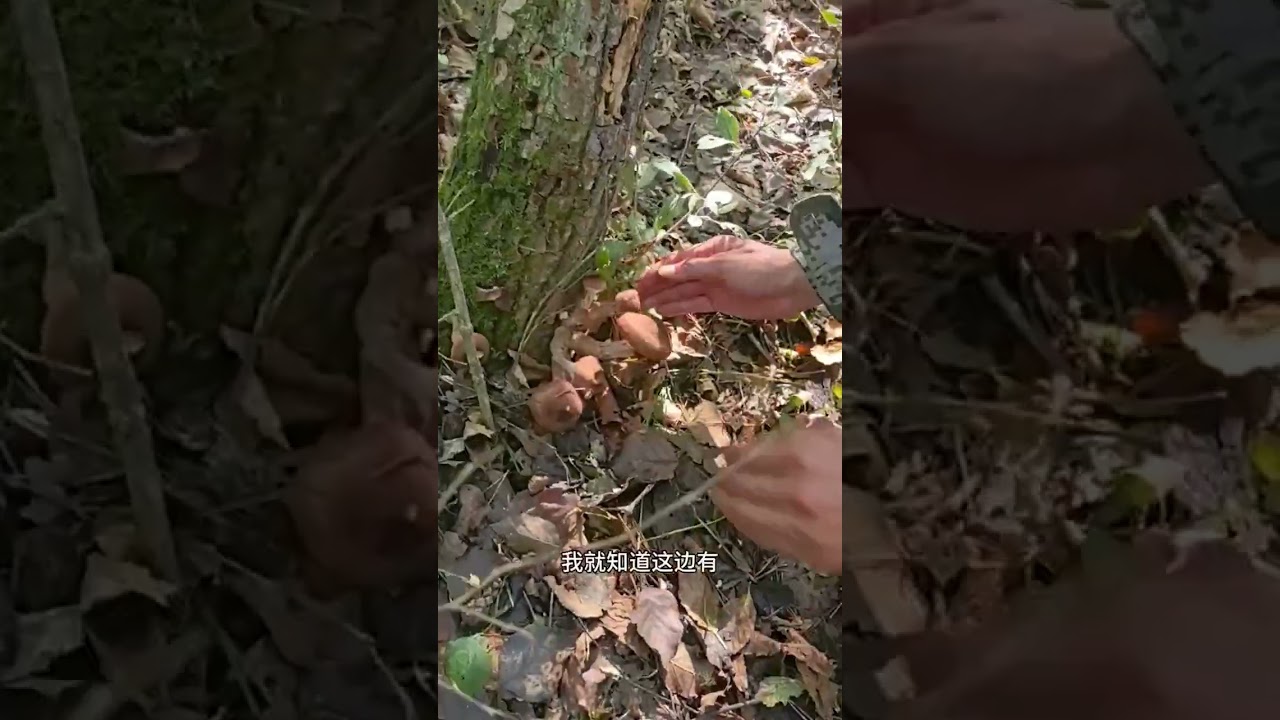 今天蘑菇又爆桶了大自然的馈赠 采蘑菇我的农村生活户外 新农人