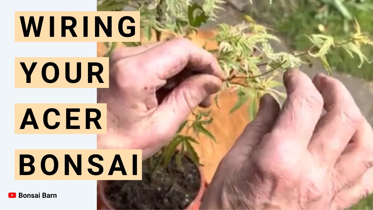 &ldquo;How to wire a bonsai tree&rdquo; : &ldquo;A beginners guide&rdquo;