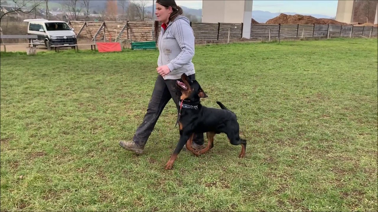 Indy 10 Monate, www.rottweiler-zucht.ch