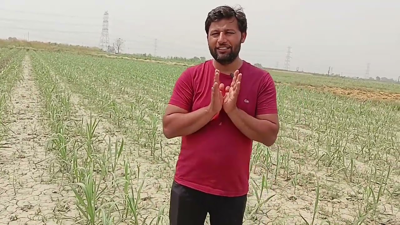 गन्ना किसान दवाइयों की अच्छी जानकारी होने के कारण ले रहे ह 150 प्लस की पैदावार 0238 गन्ना वैरायटी से