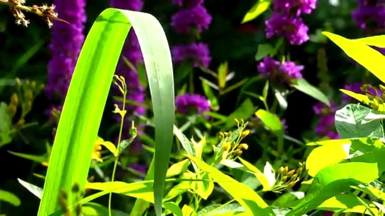 Relaxing and Feel Good Lounge Music from The Magic Garden