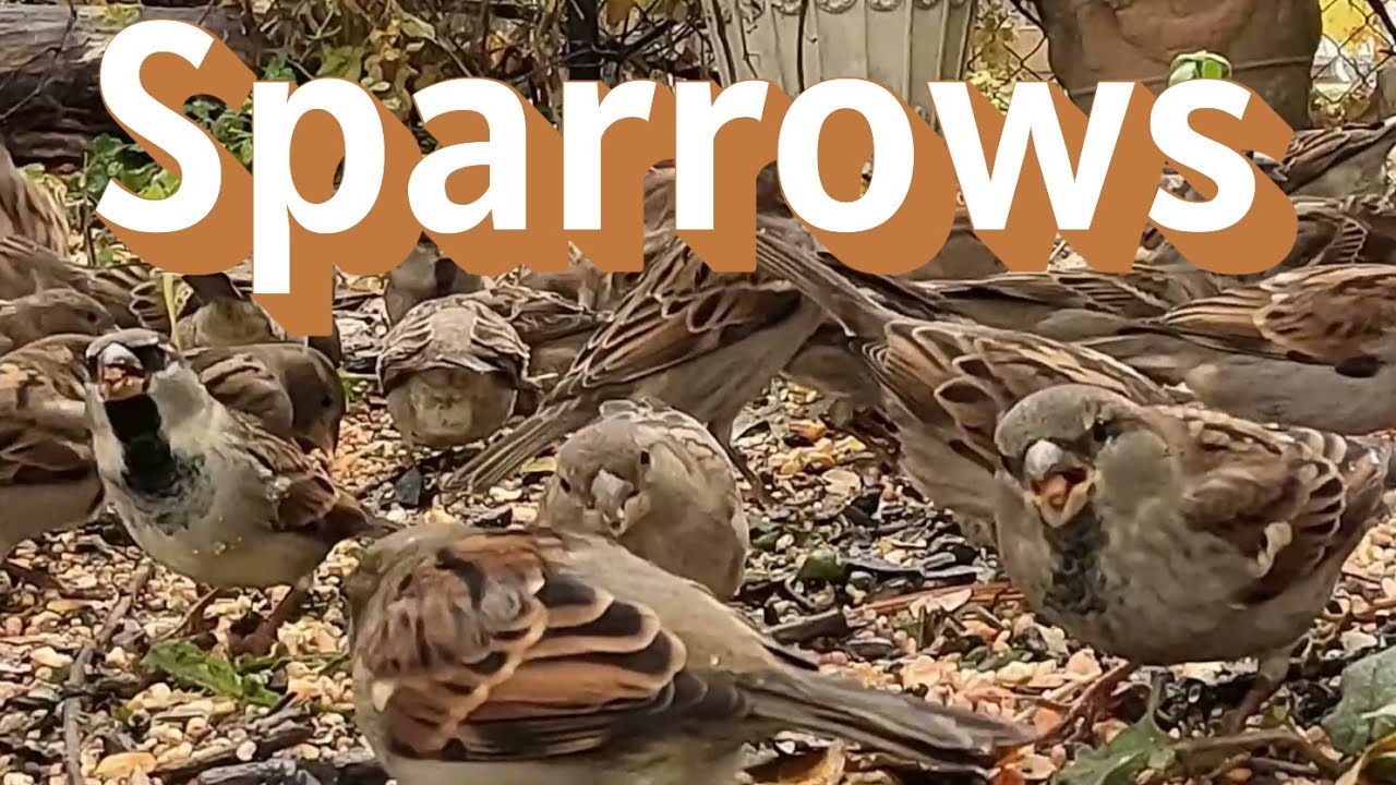 Sparrows Gathering to Eat Up Close!
