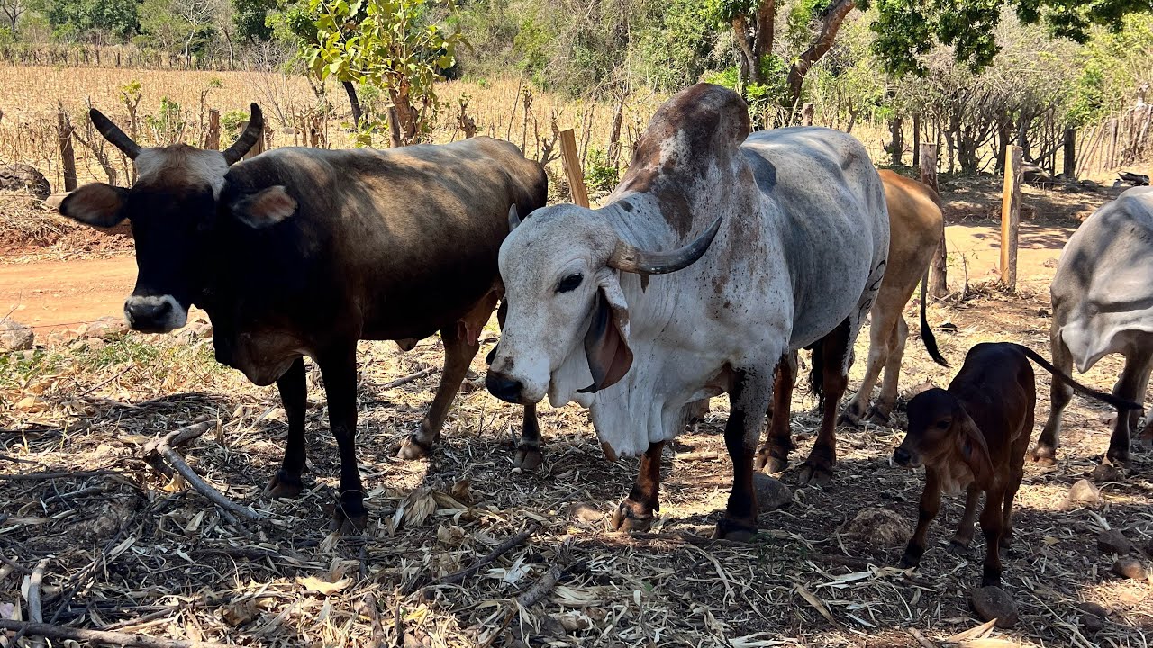 El tesoro ya le están dando punto las vacas para que las trabaje 