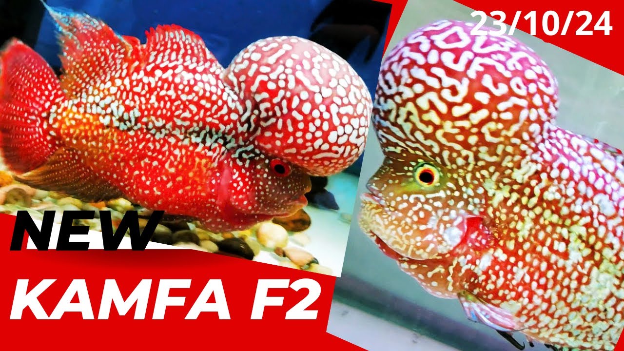 Siêu Phẩm King Kamfa F2 ( Giảm Kịch Sàn Cuối Video)