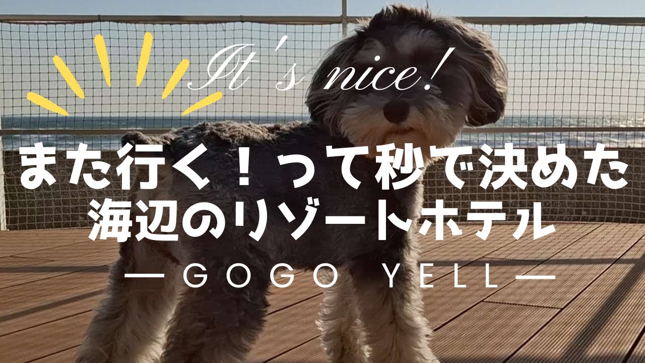 愛犬と一緒に泊まれるオーシャンビューのホテル#ベイサイド金谷・控え目に言って最高！