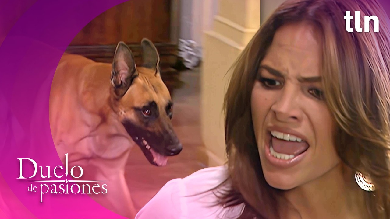 Thelma manda matar al perro de Alina | Duelo de pasiones Capítulo 52 (Parte 2) | tlnovelas