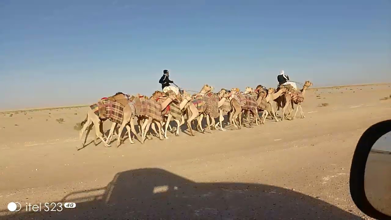 camel walk 🐪## Saudi Arabia 🇸🇦🐪🇵🇰