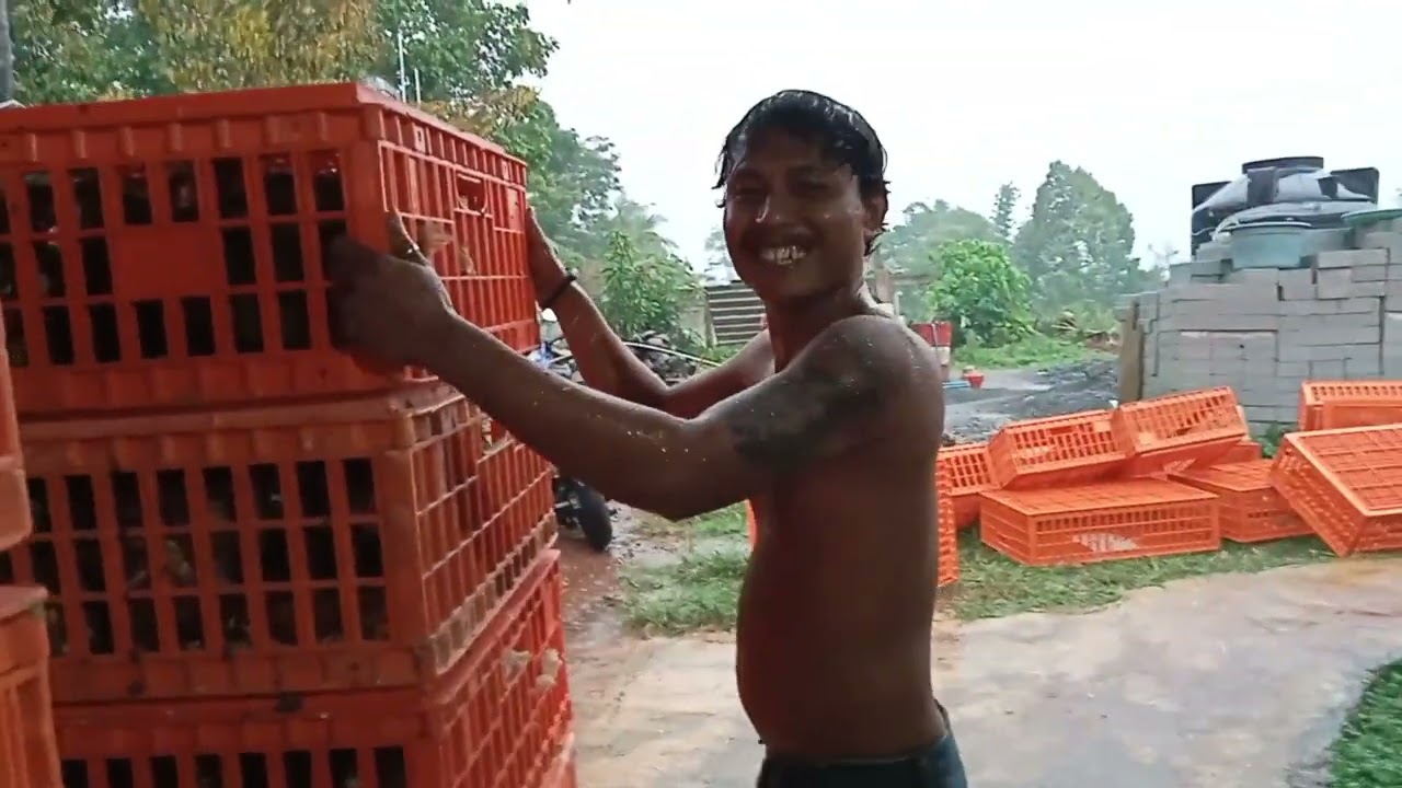 bibit ayam petelur hailen kandang seserhna