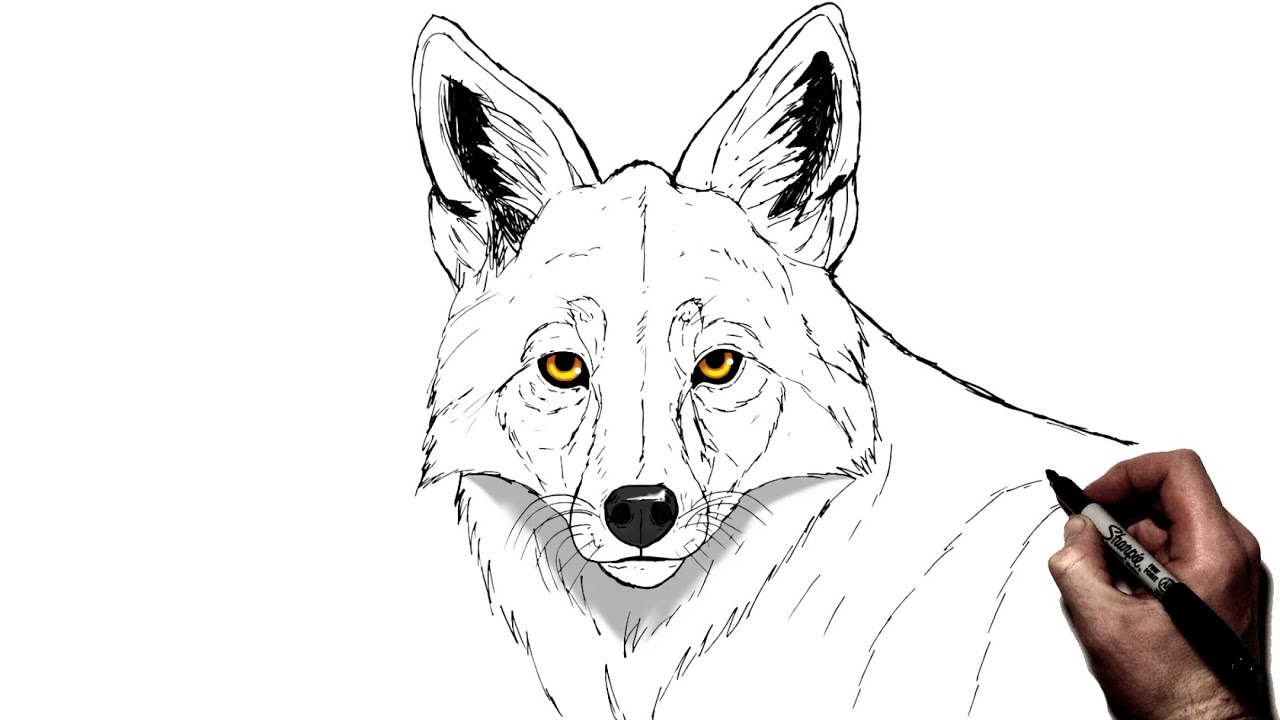 How To Draw A Coyote | Step By Step