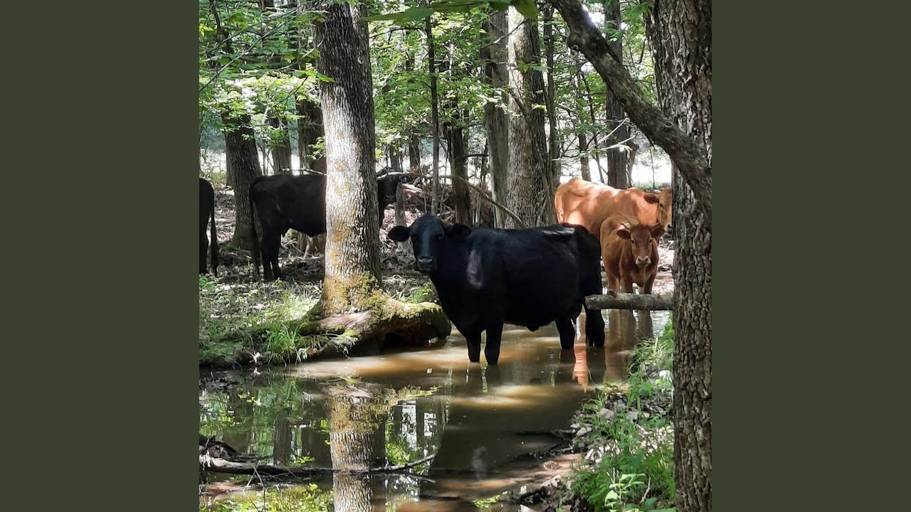 The Cows Are Out