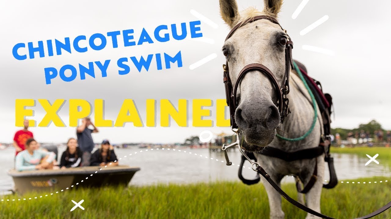 The Chincoteague Pony Swim: Everything You Need to Know