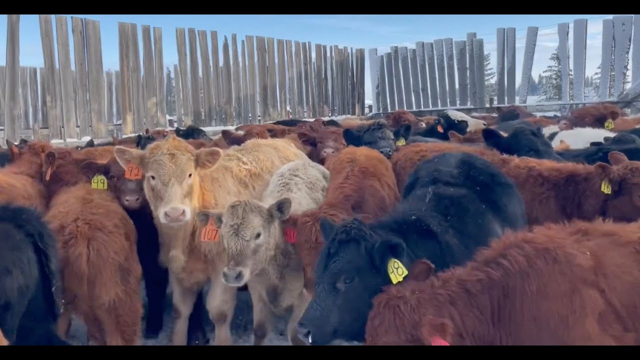 Weaning Calves 2024