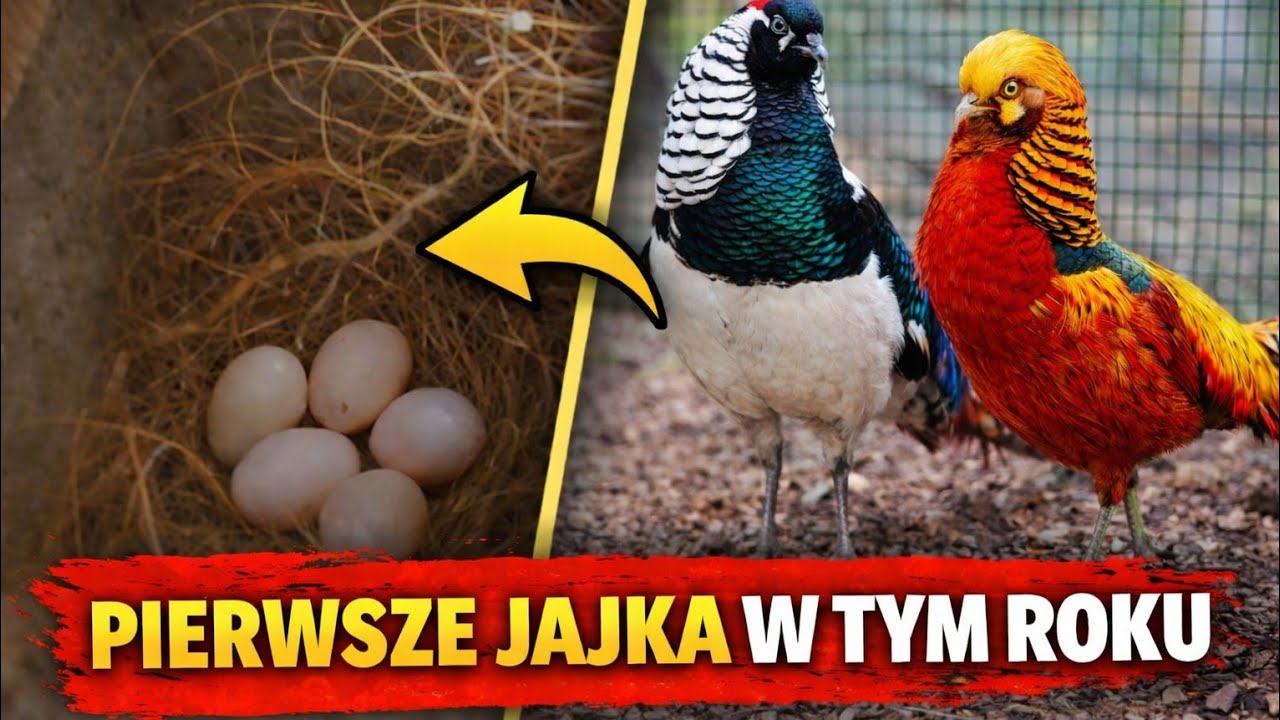 Hodowla Bażantów, pierwsze jajka  w hodowli !!! 