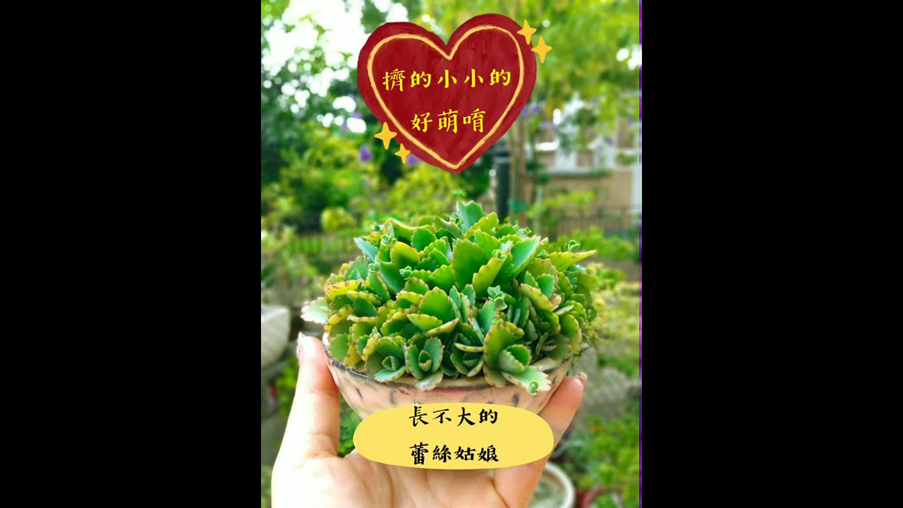 愛玩多肉 【控養蕾絲姑娘】 控養小小的很萌很可愛