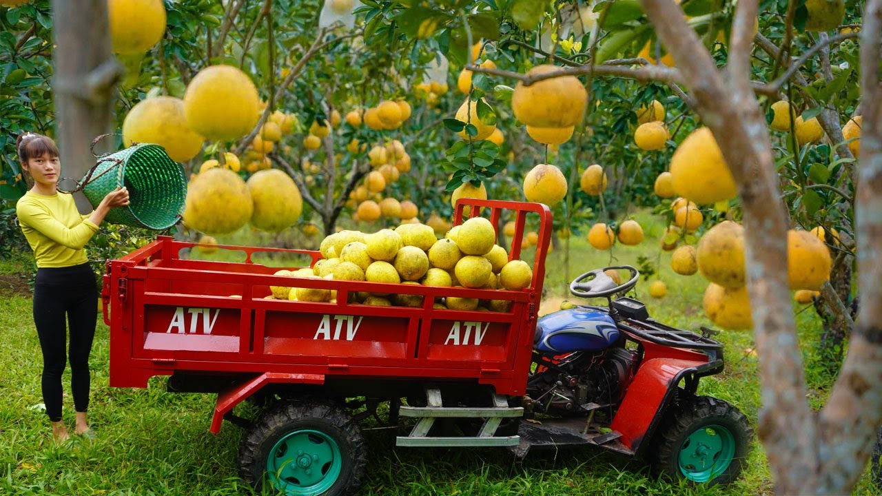 Use high-powered off-road vehicles harvesting grapefruit,orange, cassava to sell - Green forest farm