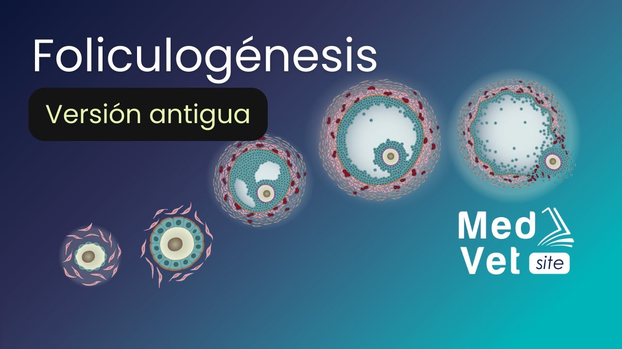 Foliculogénesis