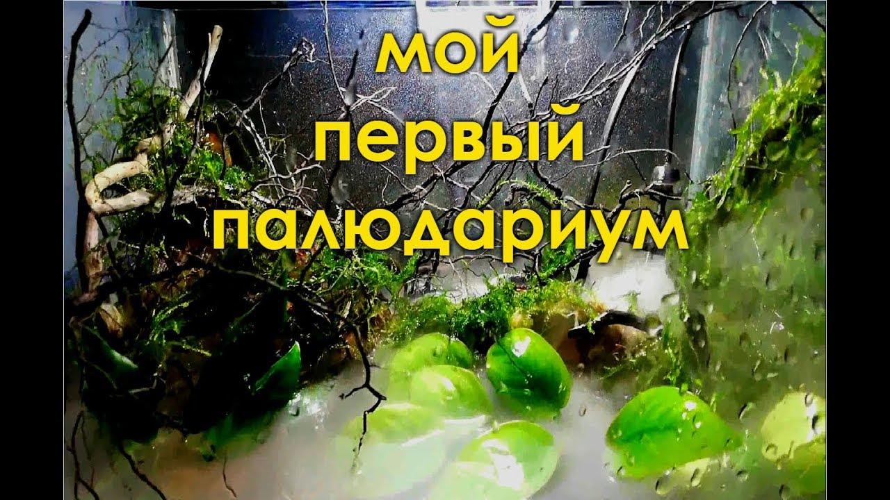 Мой первый палюдариум(15литров)