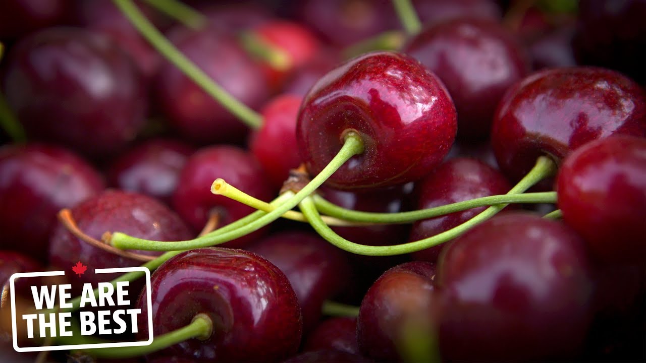 Sweet cherries from the Okanagan Valley: B.C.'s best kept secret | We Are The Best