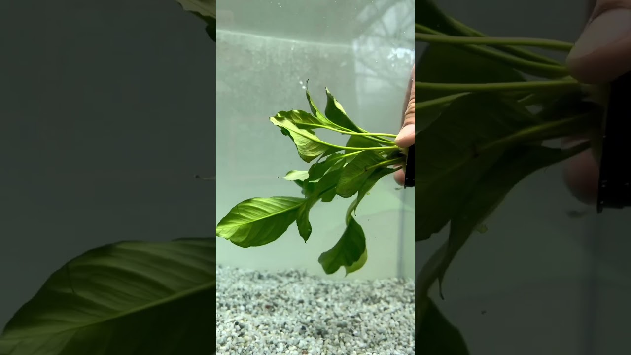 🚨NEW ANUBIAS🚨ANUBIAS HETEROPHYLLA Aquarium Plant For Sale!