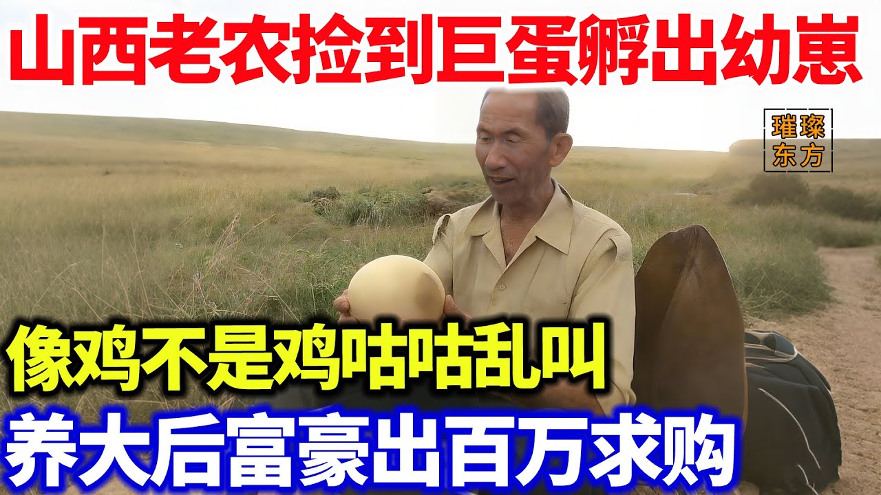 山西老农捡到巨蛋孵出幼崽，像鸡不是鸡咕咕乱叫！养大后富豪出百万求购...#璀璨东方 #科普 #奇闻异事