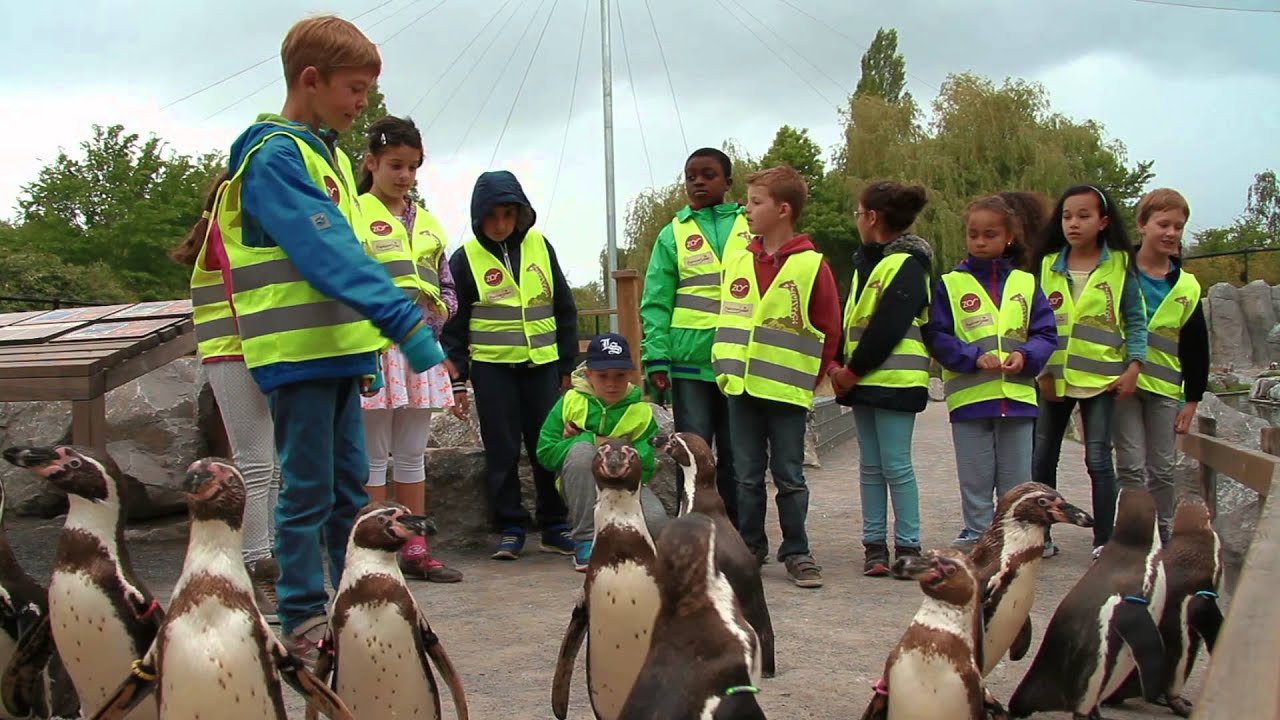 Planckendael brengt je klas dichter bij de dieren