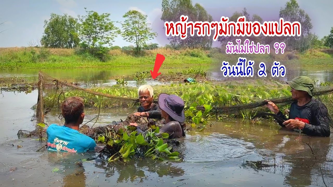 จับปลากินข้าวป่าห้วยบ้านบก หญ้ารกๆแบบนี้มักมีของแปลกที่ไม่ใช่ปลา วันนี้เสร็จลุงหงอกสองตัว