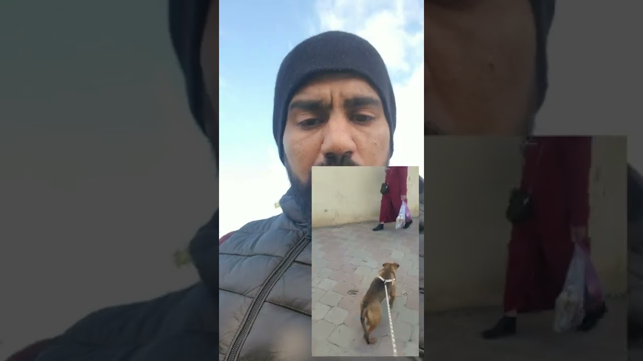 للمبتدئين 👈 التعامل مع كلب جديد في المنزل 🐶