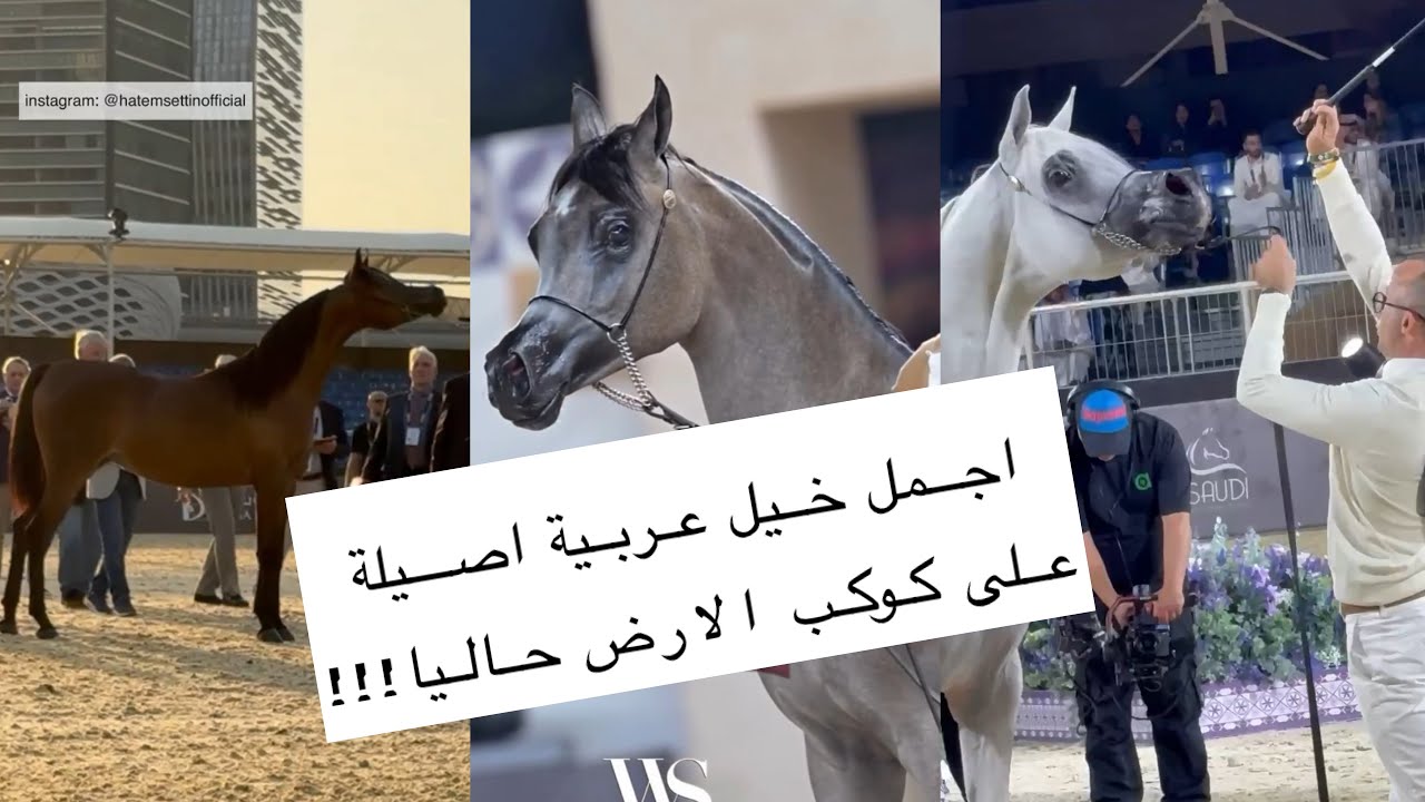 اجمل خيول عربية اصيلة على كوكب الارض حاليا.. أمهار وافحل ومهرات.. ماشاء الله تبارك الله