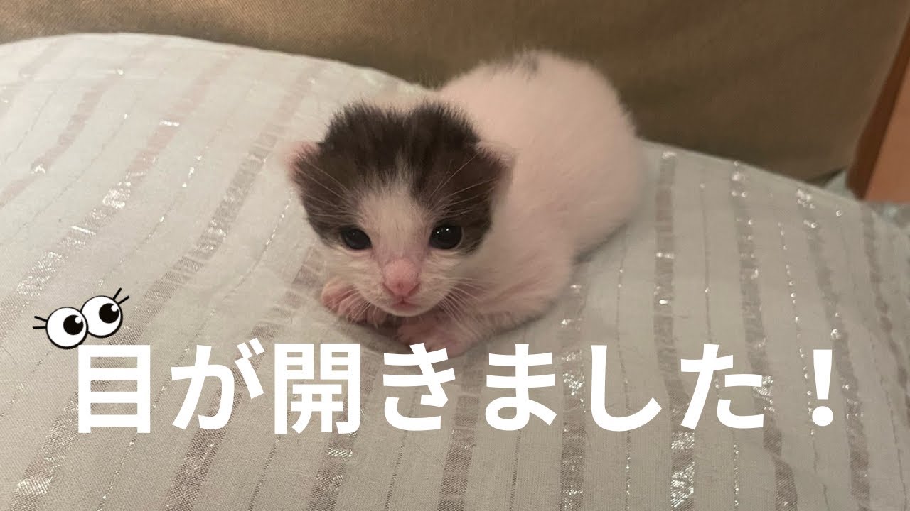モチ、目が開きました！