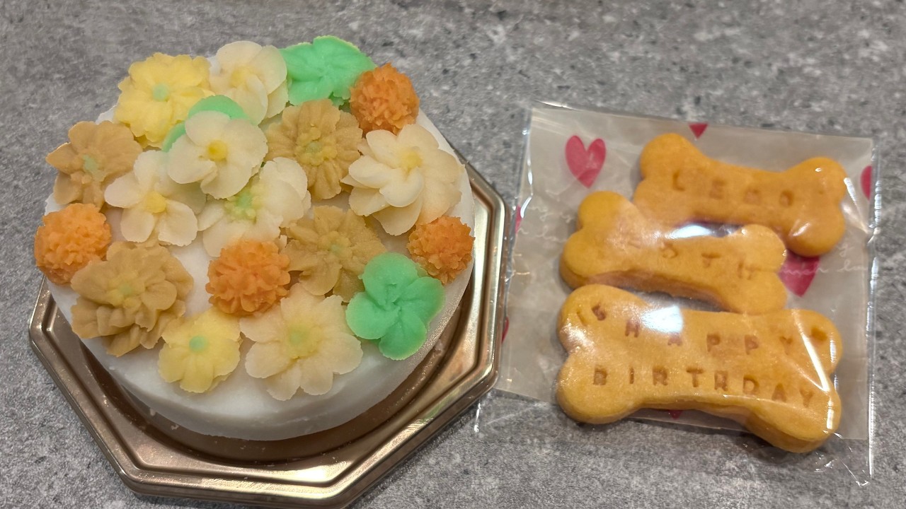 タロ＆ジロと九州一周！四極踏破できました。大型犬とフェリーの旅１日目#117