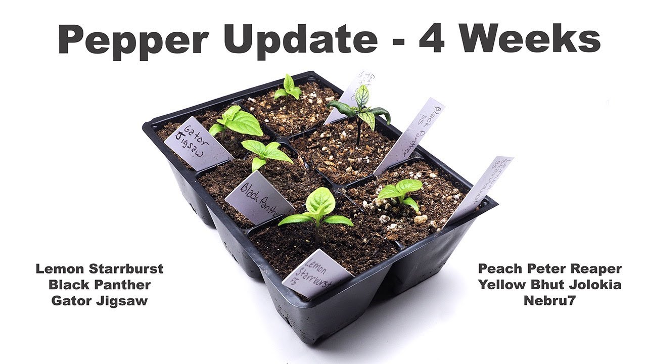 4 Week Pepper Update