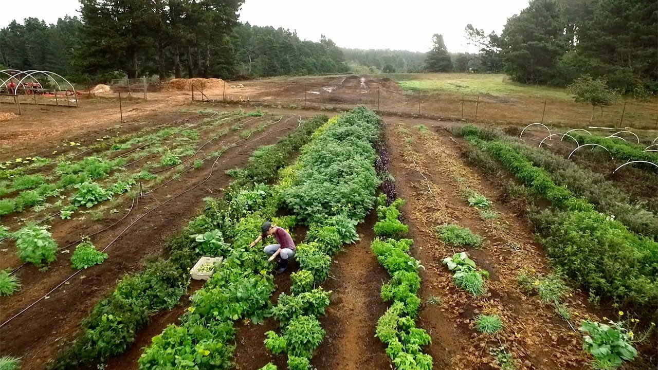 Fortunate Farm: Visionary Carbon Farming from a Brewery’s Waste Stream