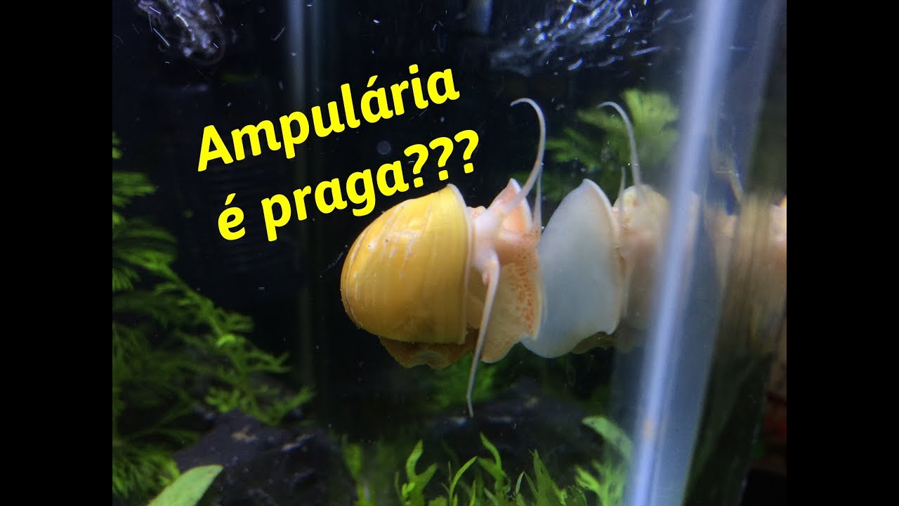 AMPULÁRIA É PRAGA??