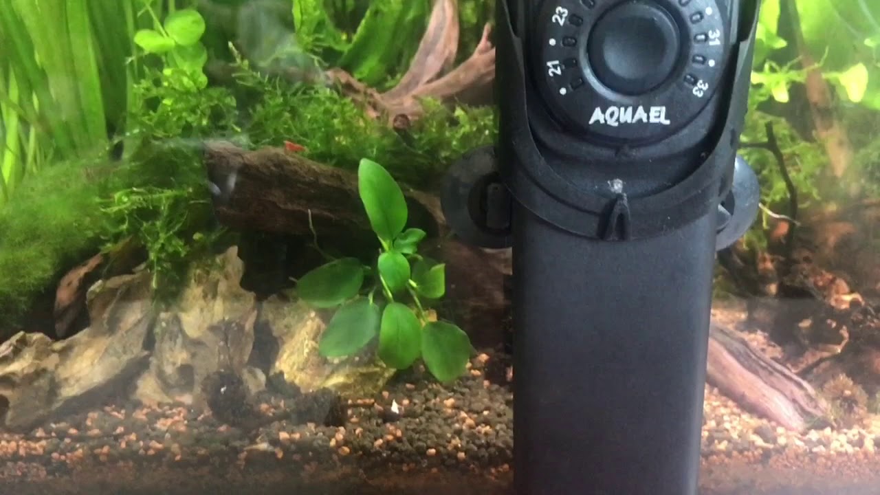 Recenzja grzałki Aquael Heater 50