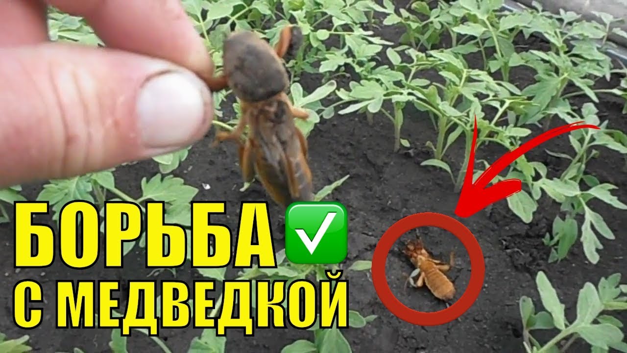 Как бороться с медведкой. Избавляемся от капустянки.