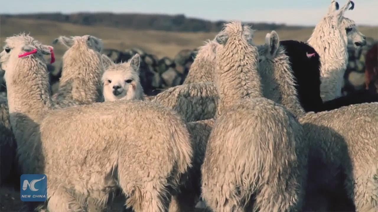 Peru celebrates National Alpaca Day