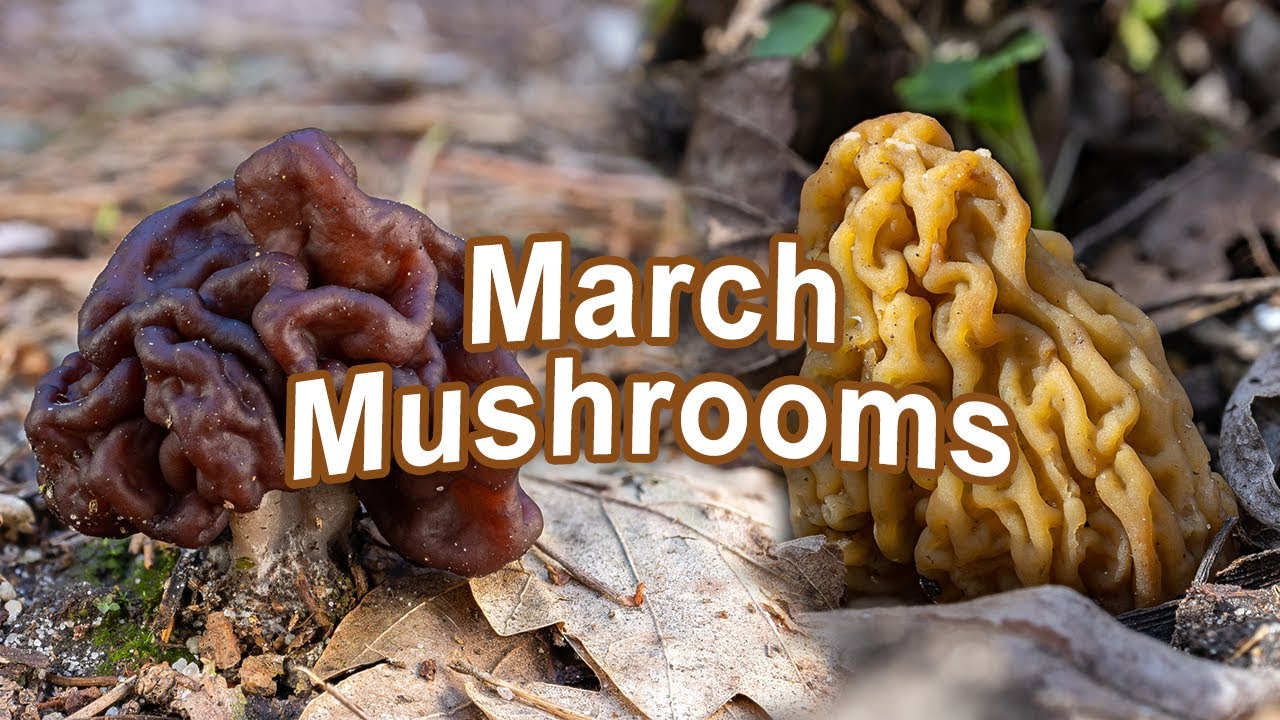 Mushroom Hunting - March 2023 - False Morel | Early Morel | Wrinkled Thimble Morel | Verpa bohemica