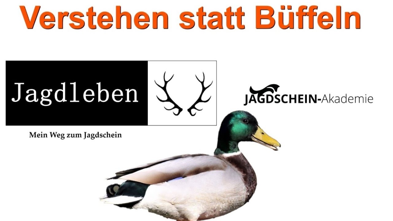 Merks&auml;tze Schwimmenten und Tauchenten | Verstehen statt B&uuml;ffeln