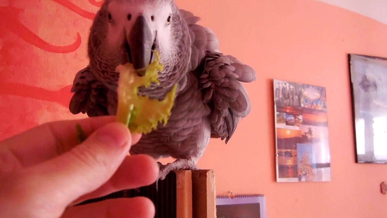 Jak ochočit papouška - Pokus o názornou ukázku :D