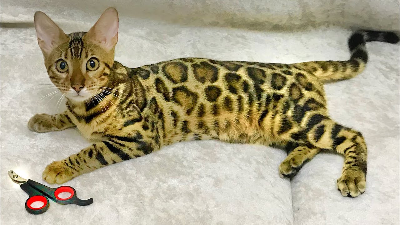 KEDİMİN TIRNAKLARINI KESTİM !! EVDE EN KOLAY KEDİ TIRNAĞI NASIL KESİLİR !!DİKKAT ETMENİZ GEREKENLER!