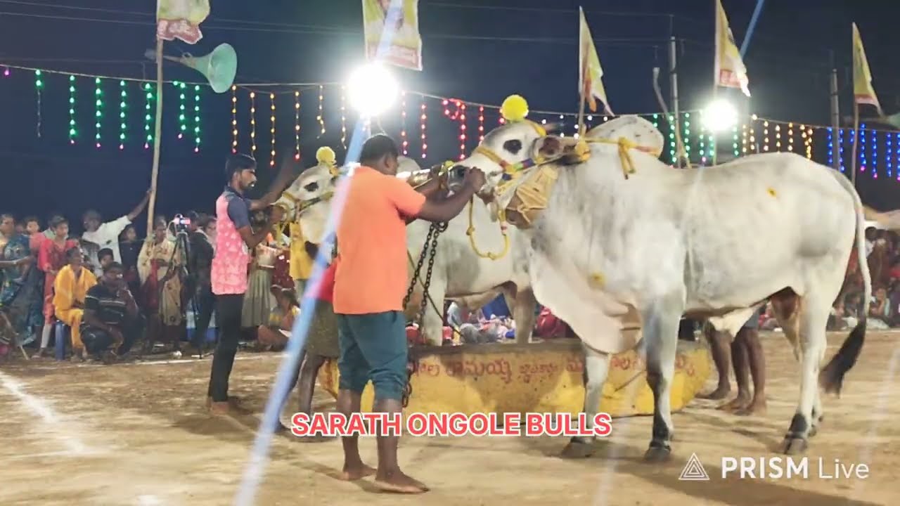 మాచవరం సబ్ జూనియర్స్ 2️⃣🏆🎖️ GLR BULLS గరికపాటి లక్ష్మయ్య చౌదరి గారు  (భగవoత్ మహావీర్)