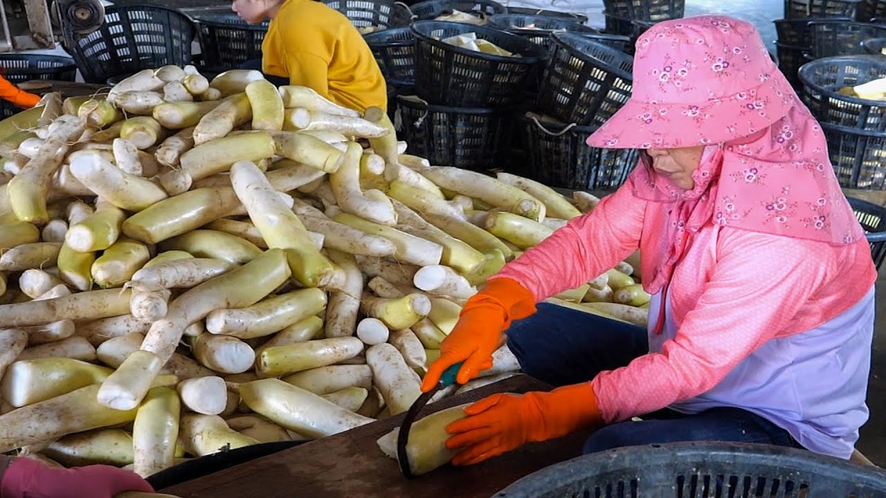 Традиционный тайваньский метод хранения редиса - Массовое производство сушеной редьки