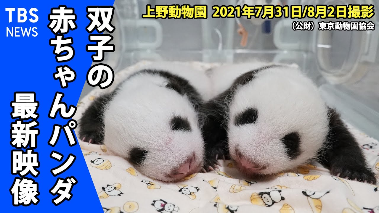 【最新映像】上野動物園 双子の赤ちゃんパンダ ２頭とも健康状態は良好（８月２日撮影）