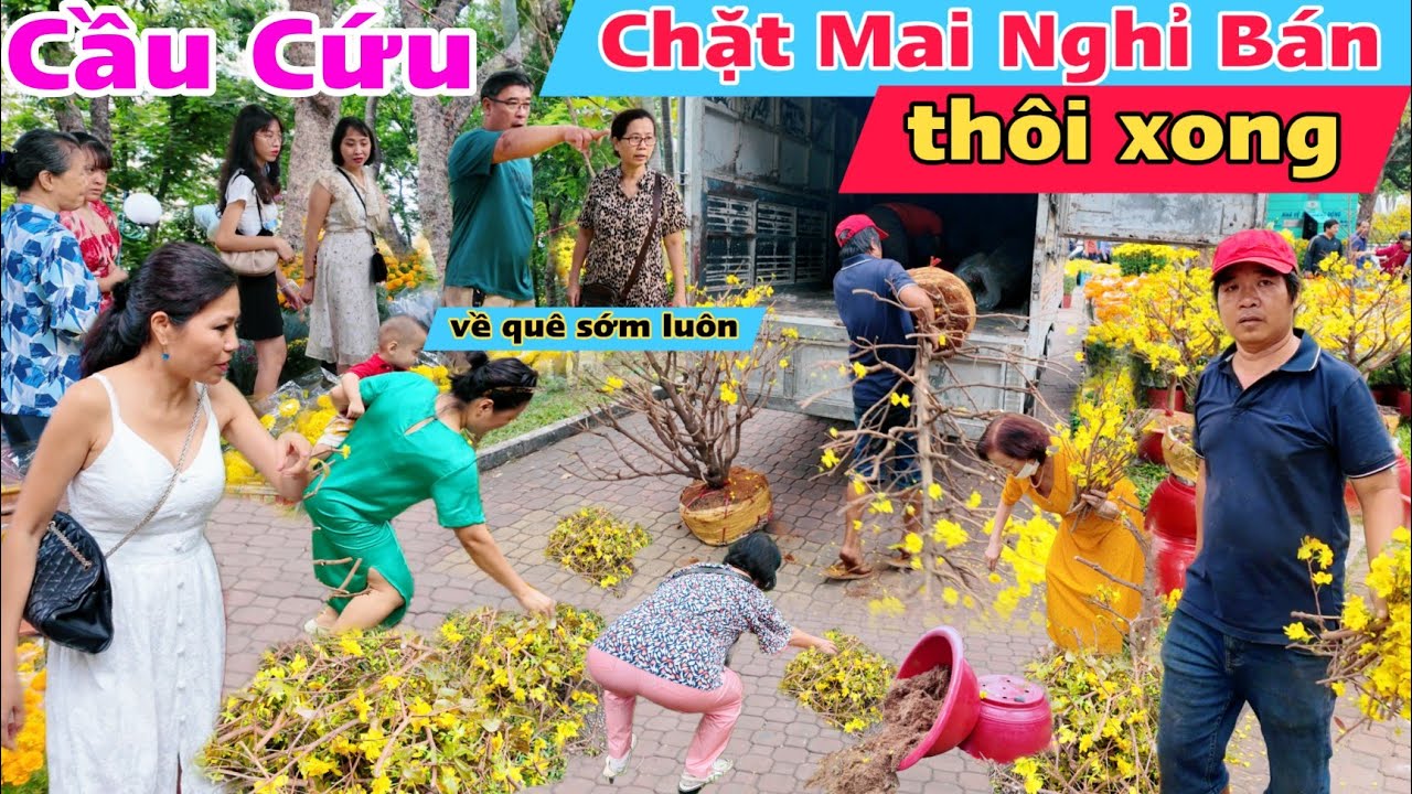 Lời cầu cứu 30 tết, Nuôi mai 3 năm cắt trong một giây, bán không ai mua Q1 Sài Gòn