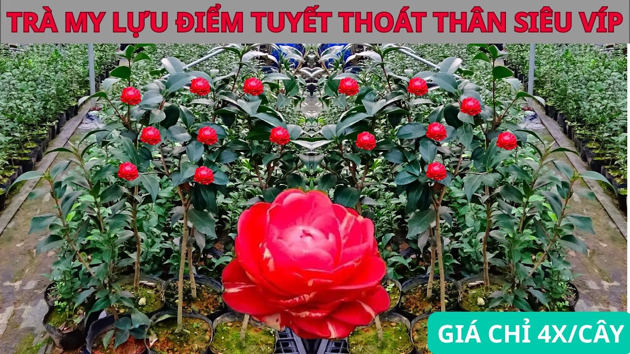 TRÀ MY LỰU ĐIỂM TUYẾT 60K MÀ GẦN BẰNG HÀNG 150K THOÁT THÂN SIÊU VÍP || HOA TRÀ MY CỔ || 0968593245