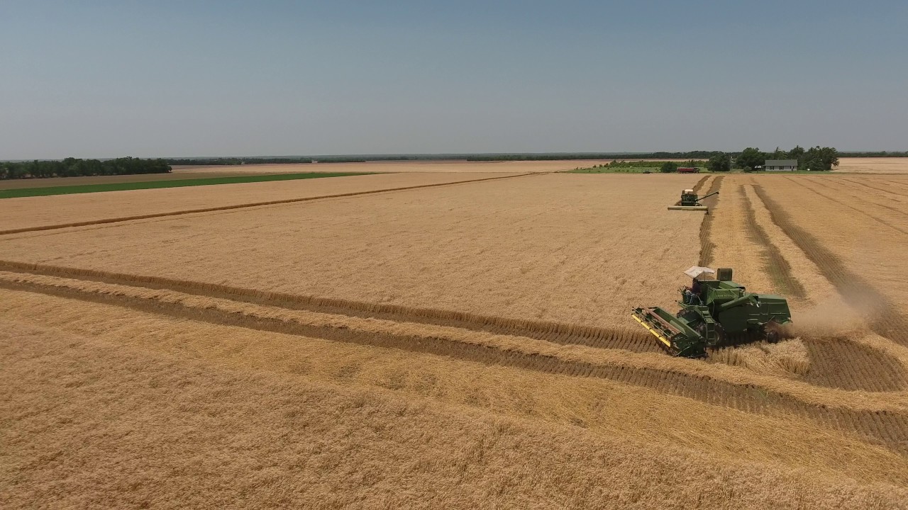 1966 and 1967 John Deere Model 95 combines operating in their 50th Harvest.