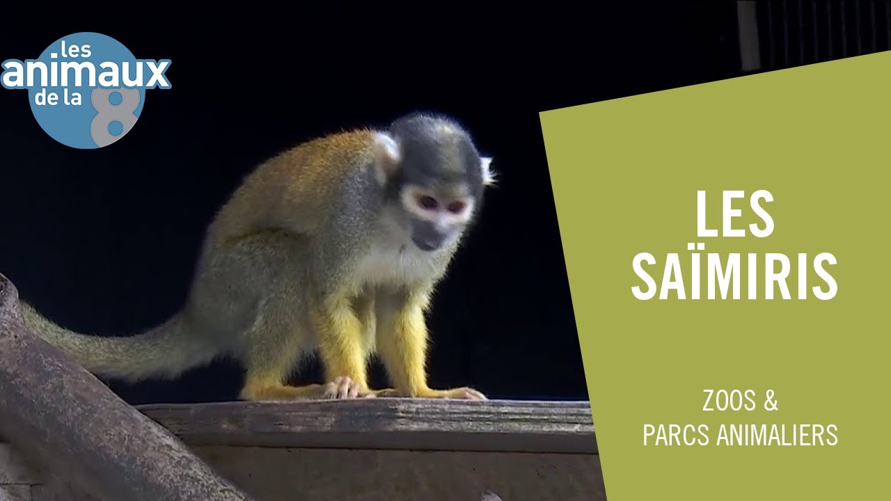 Les saïmiris de vrais petits filous - Les Animaux de la 8